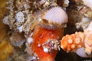 Mollusque Prosobranche Trivia-arctica Porcelaine grain de cafe Morlaix Astan-12m-20230812-Denis-ADER-DSC_3922_tn